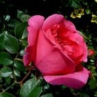 Rose, Königin der Blumen