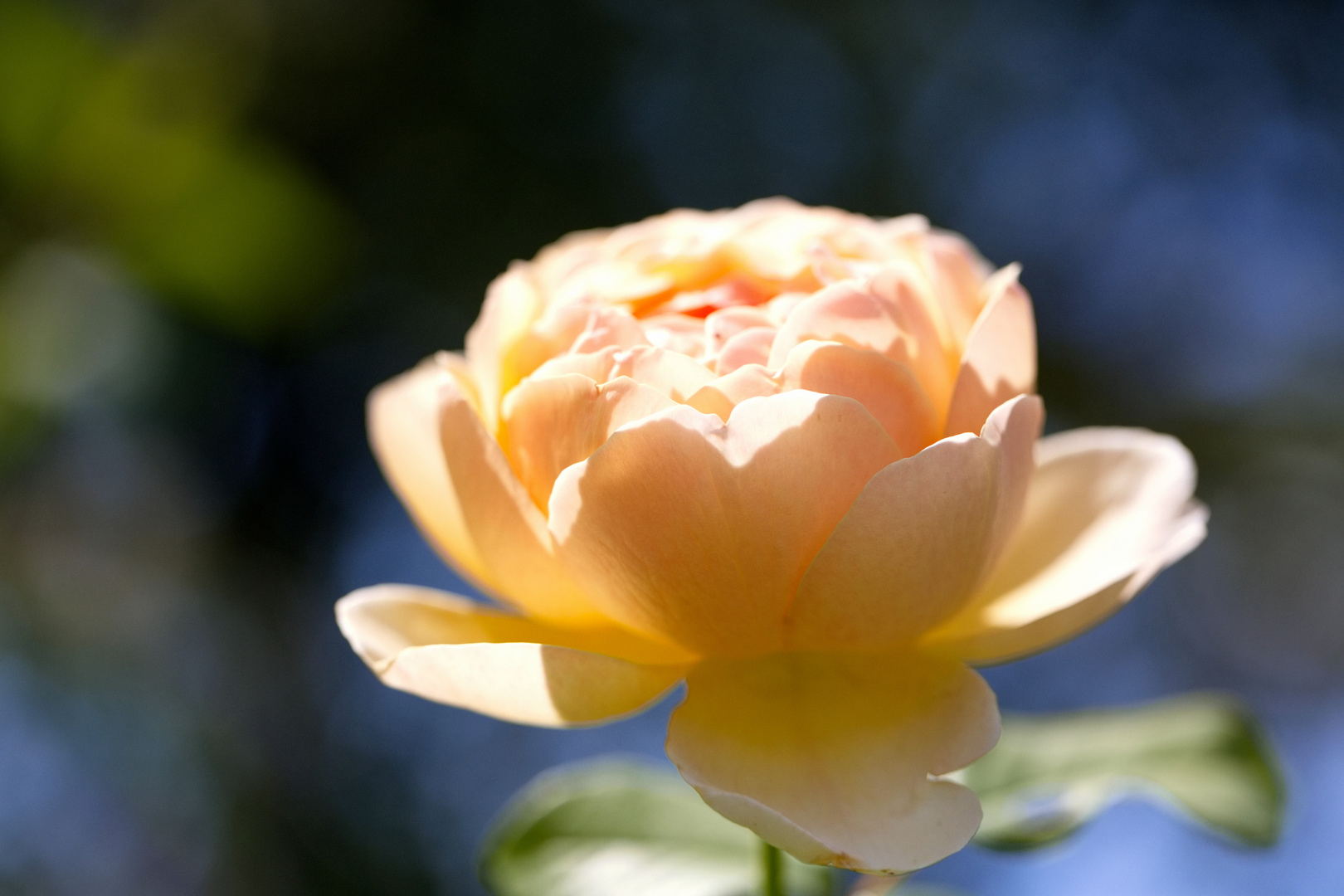 Rose - Königin der Blumen