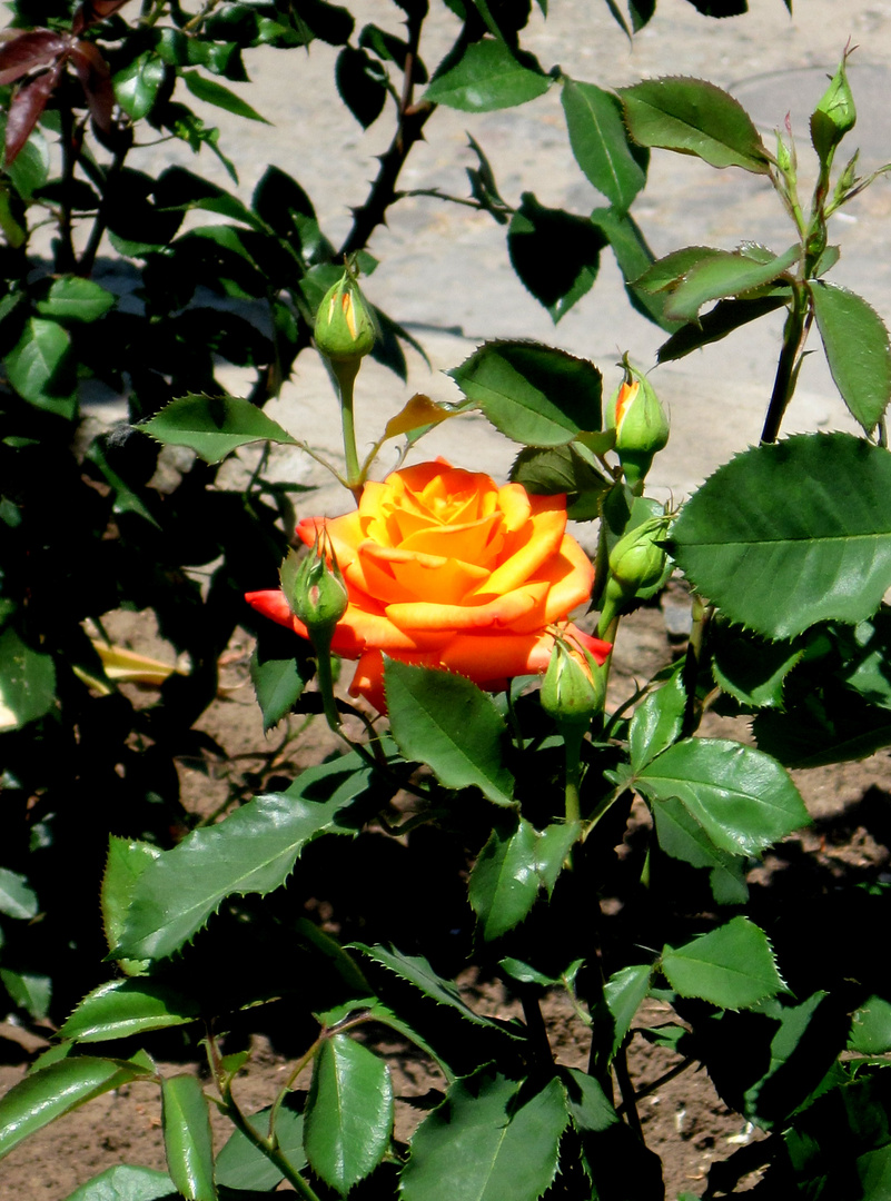 Rose, Königin der Blumen von ihren Wächtern geschützt