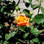 Rose, Königin der Blumen von ihren Wächtern geschützt