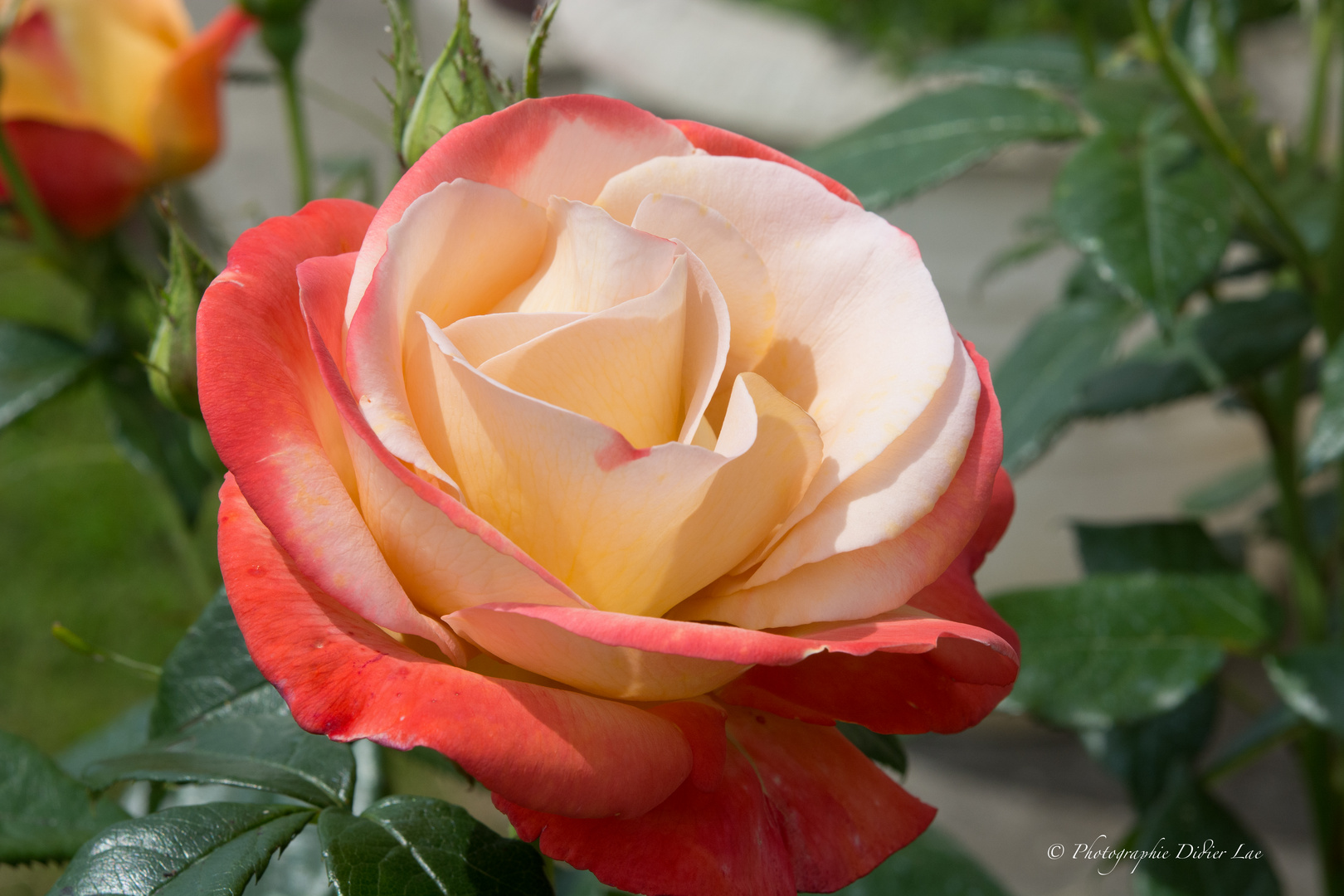 Rose la Vendée impériale 