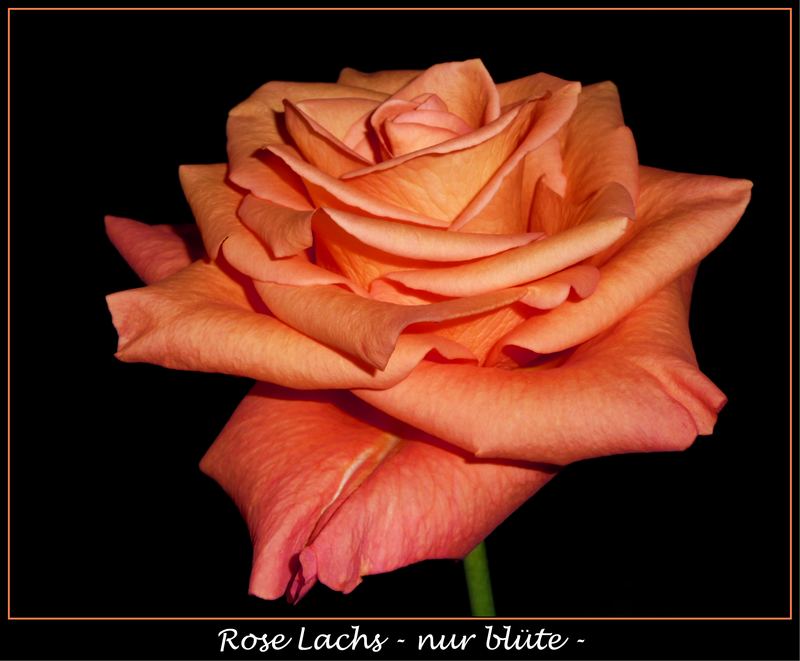 Rose Lachs - eine Schönheit