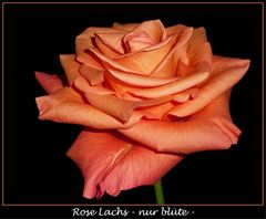 Rose Lachs - eine Schönheit