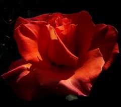 Rose lachsfarben