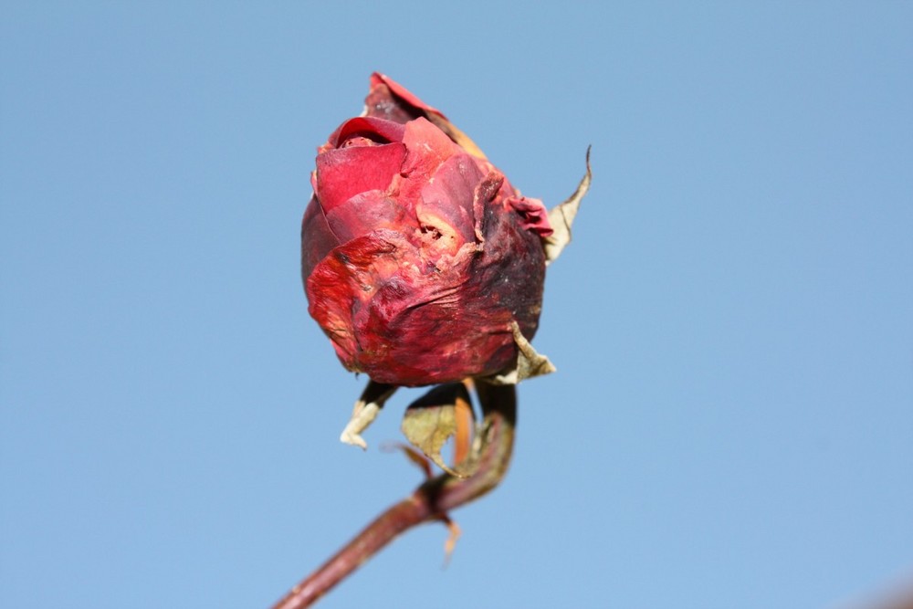 - Rose - längst vergessener Sommertage !