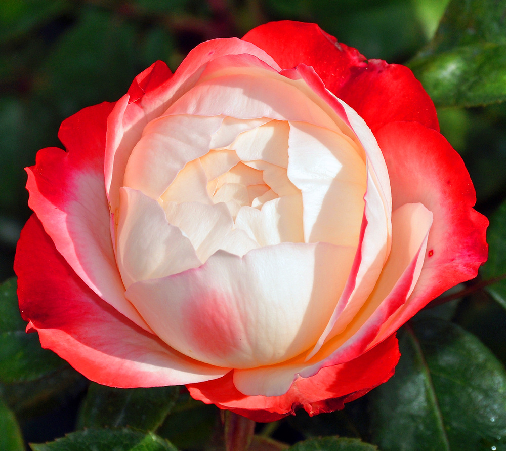 Rose Landesgartenschau Schwerin 2009