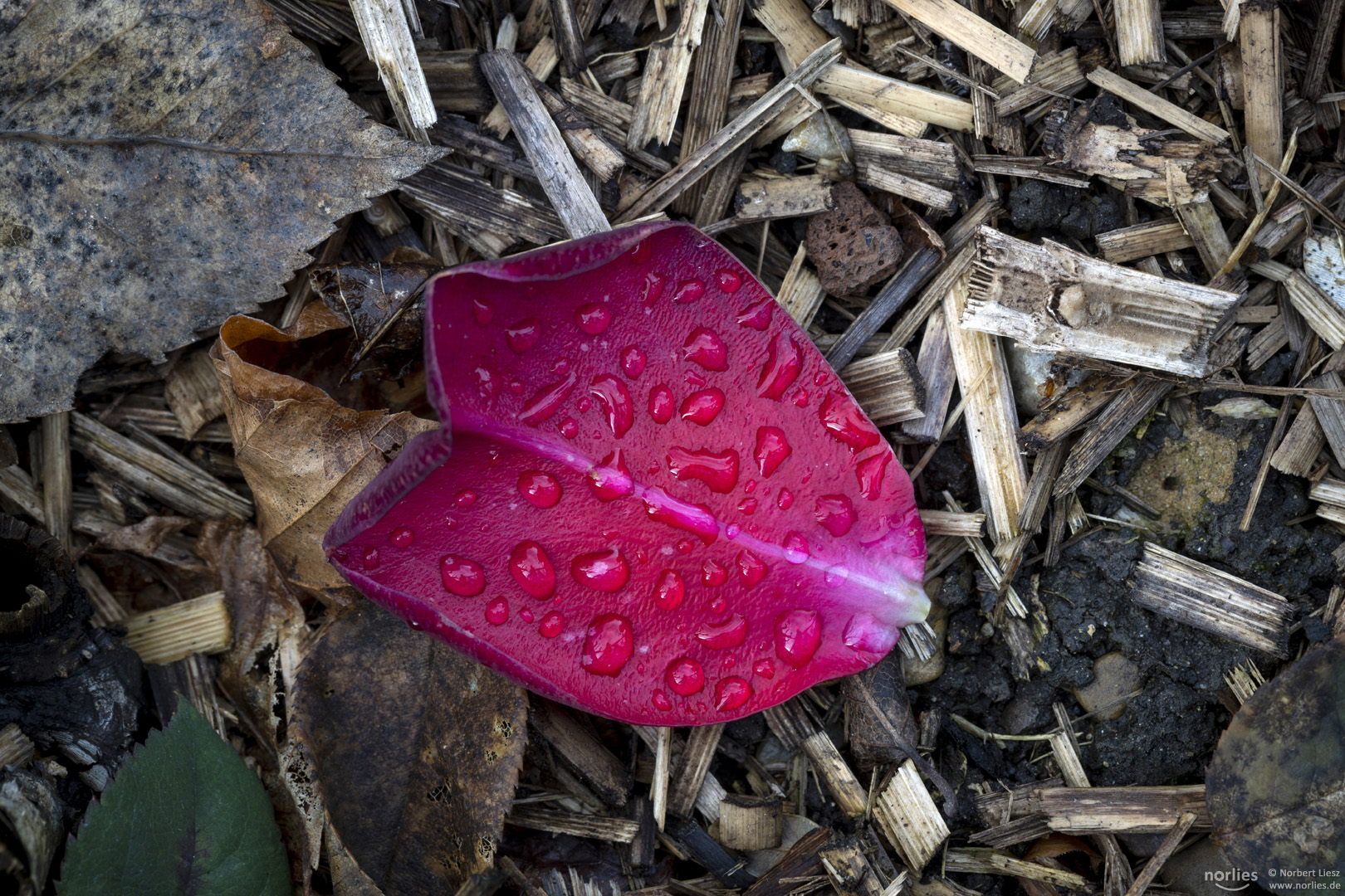 rose leaf