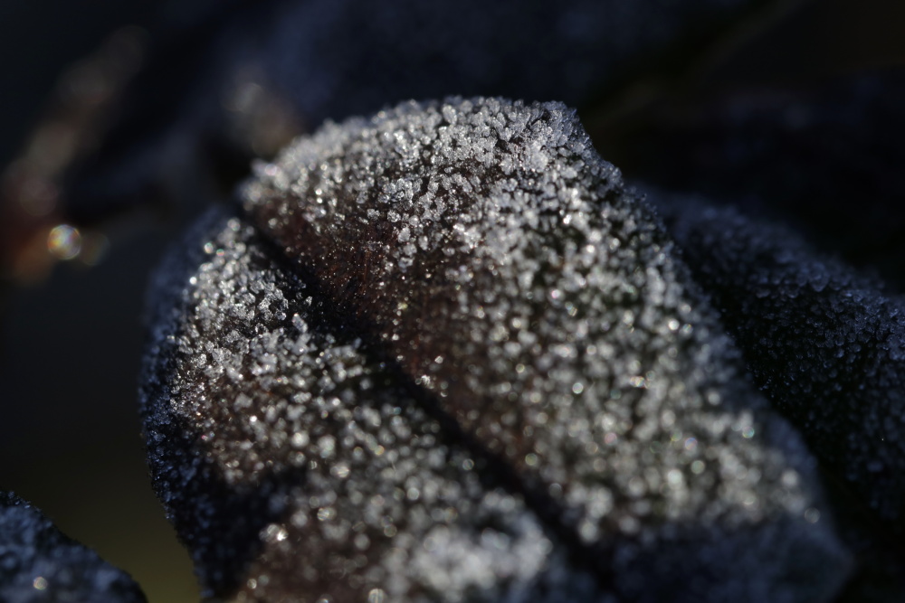 Rose leaf with white frost