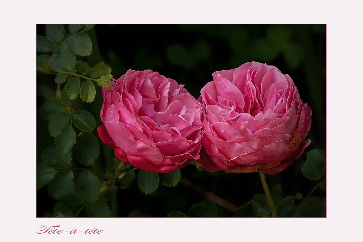 Rose Leonardo da Vinci ..... - Tête-à-tête