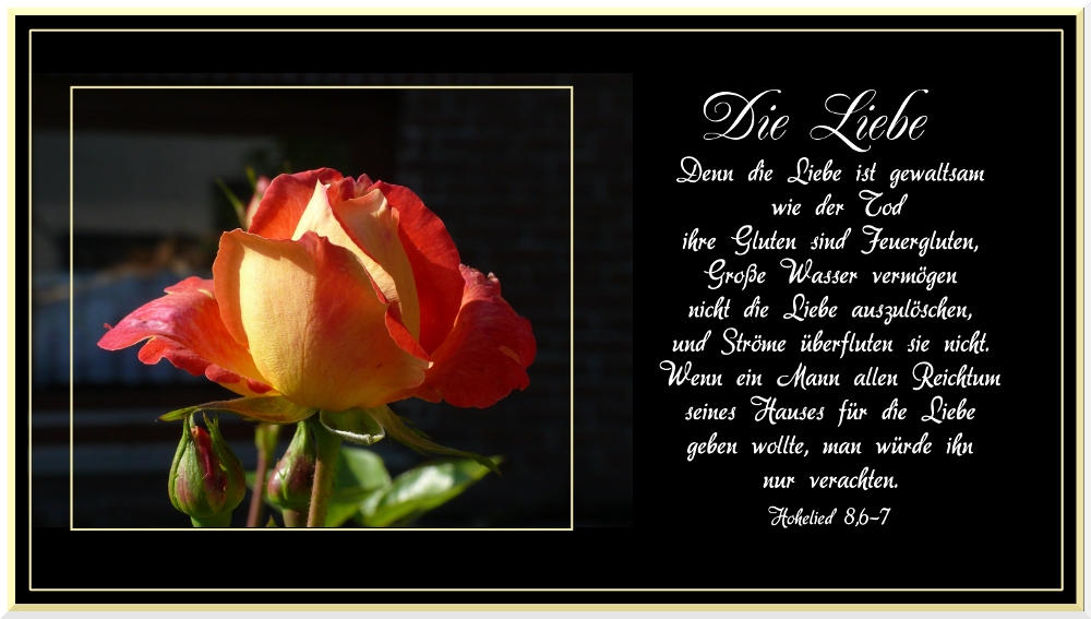 Rose Liebe Foto & Bild karten und kalender, spezial Bilder auf