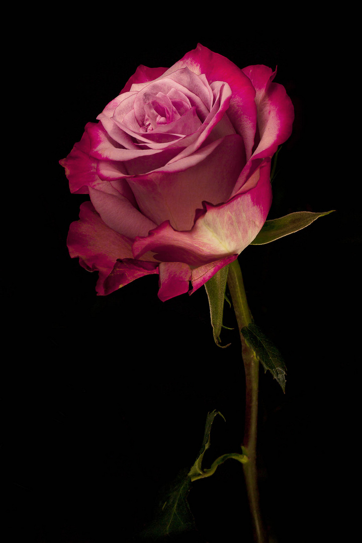 Rose Lightpainting