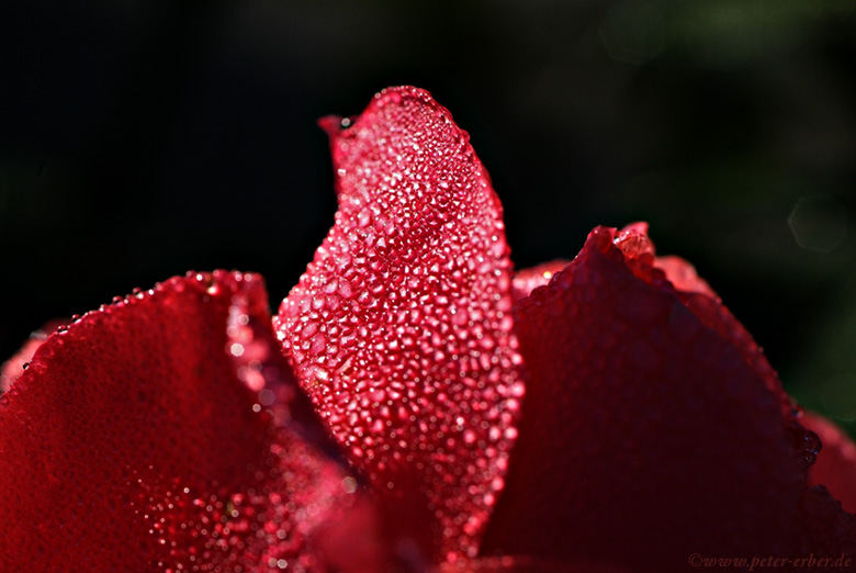 Rose lips by Peter Erber