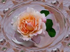 Rose ln Glas