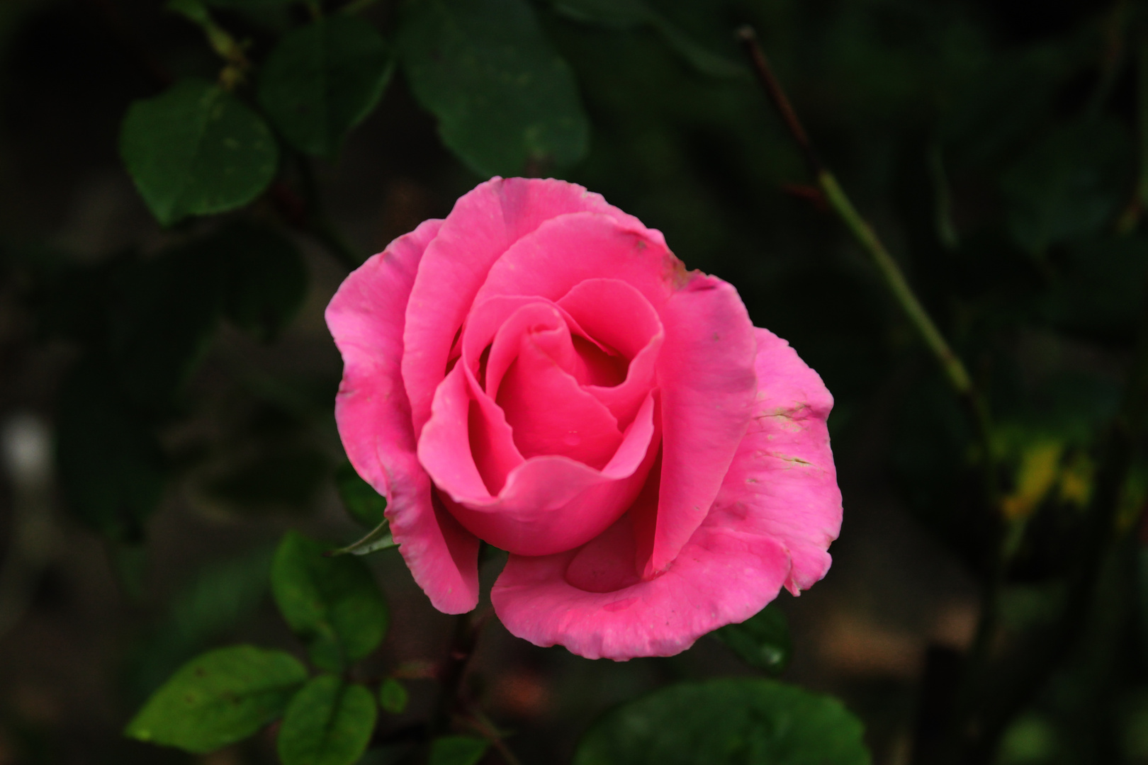 Rose LVIII