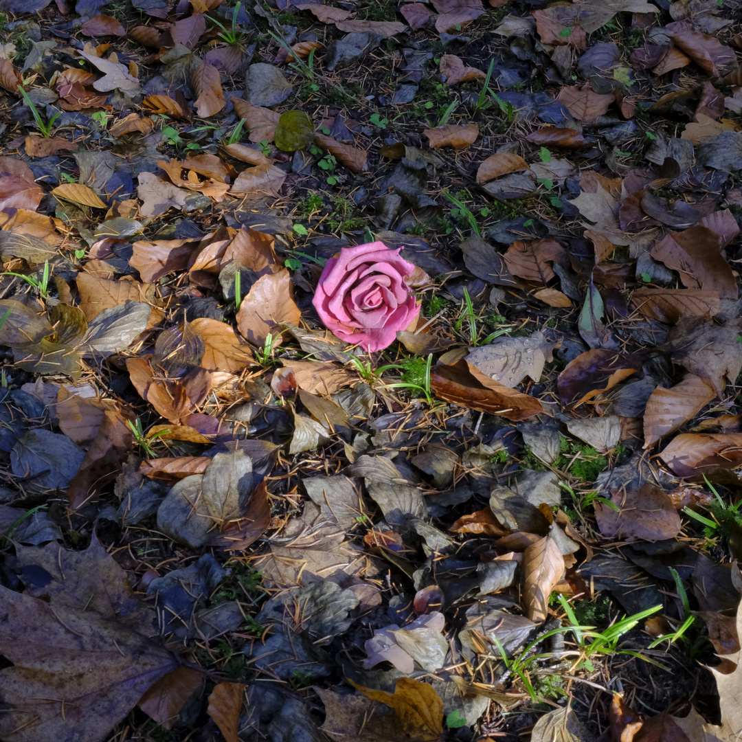 Rose (M-Waldfriedhof 4-1074)