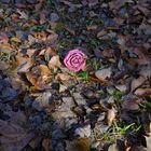 Rose (M-Waldfriedhof 4-1074)