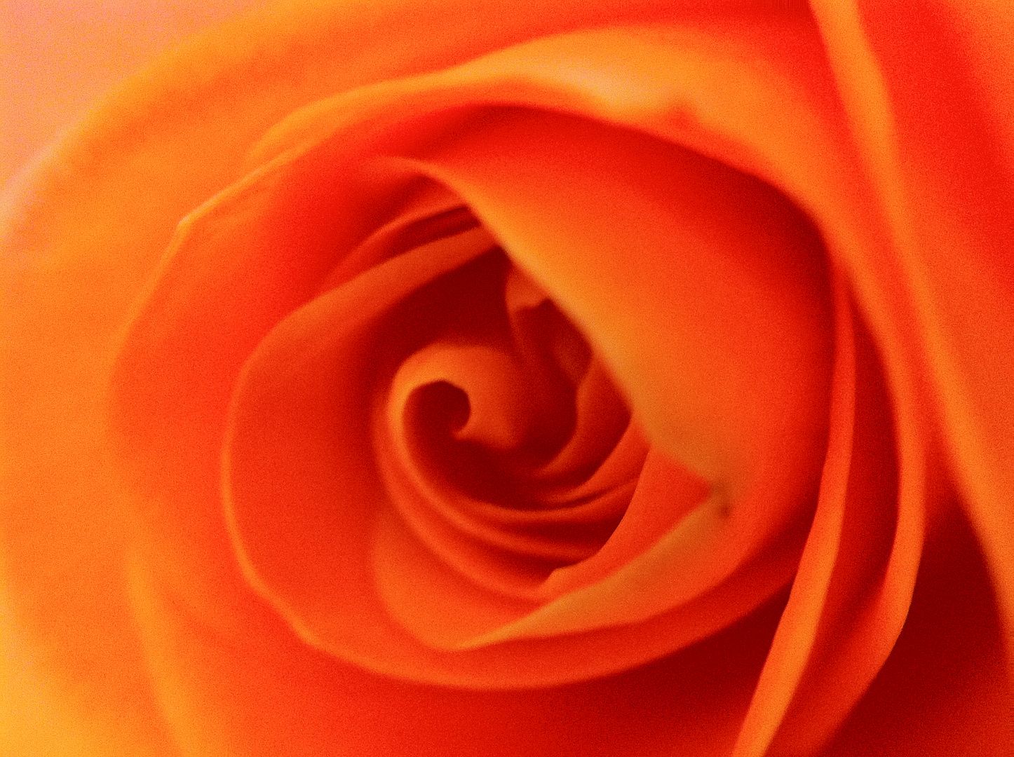 Rose Macro