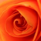 Rose Macro