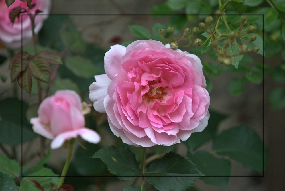 Rose Maid Marion Foto & Bild | natur, pflanzen, rosen Bilder auf