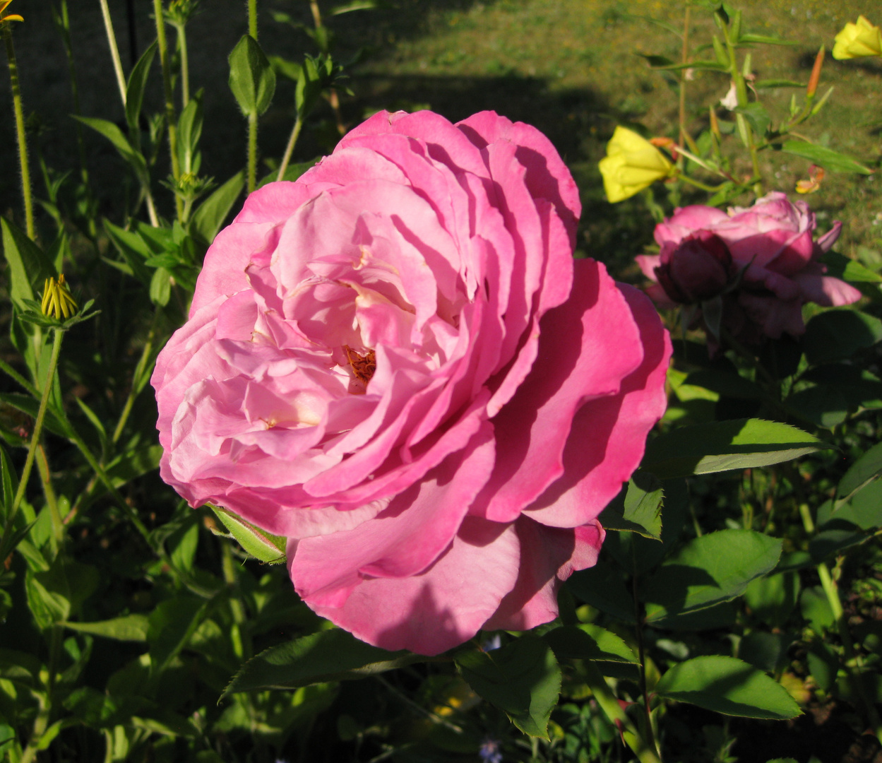 Rose, Mainzer Fastnacht, 08.08.2020