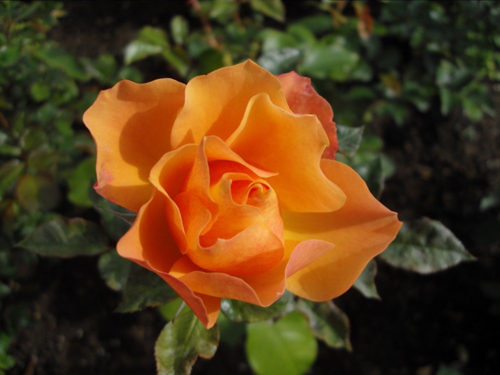 Rose (Makro)