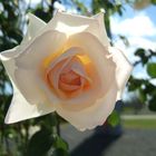 Rose Makro (BUGA05)