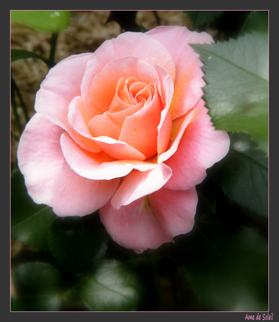 Rose "Marie Curie"