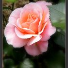 Rose "Marie Curie"