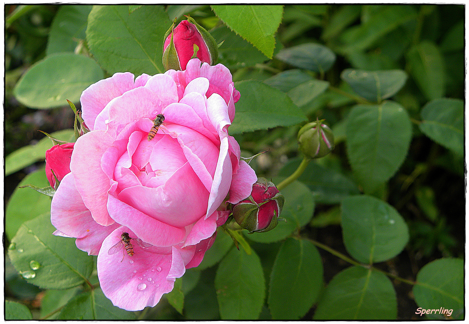 Rose "Mary"