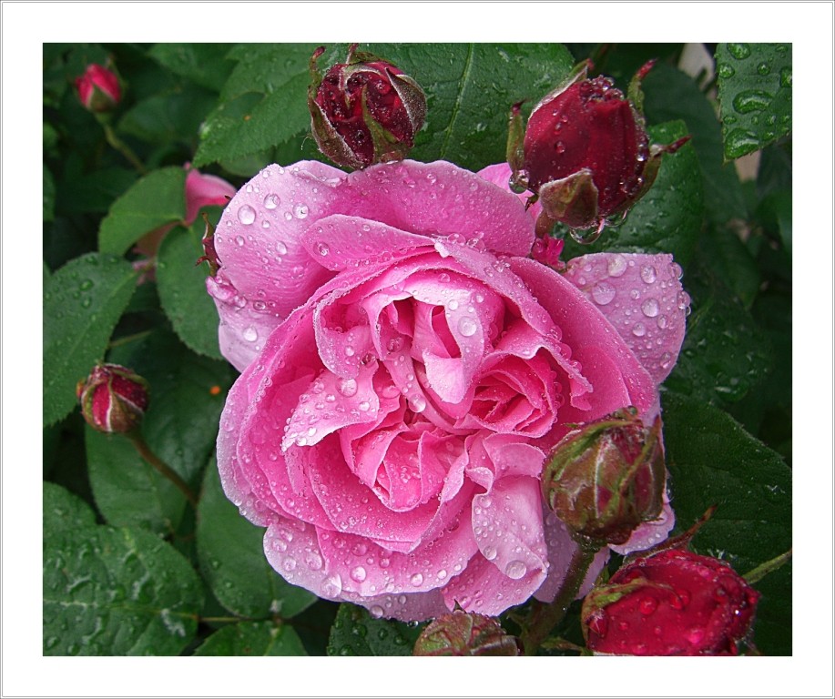 Rose "Mary"