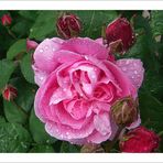 Rose "Mary"