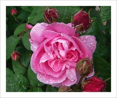 Rose "Mary"