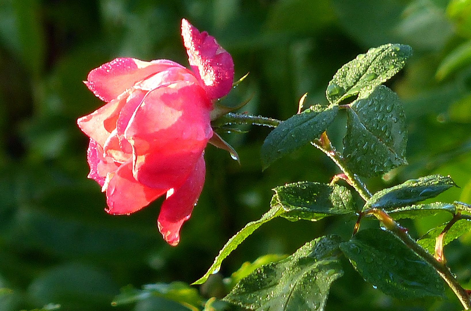 Rose matinale. photo et image | fleurs, roses, nature Images fotocommunity