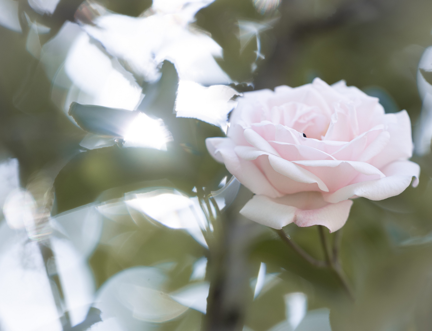 Rose mit Abendgegenlicht