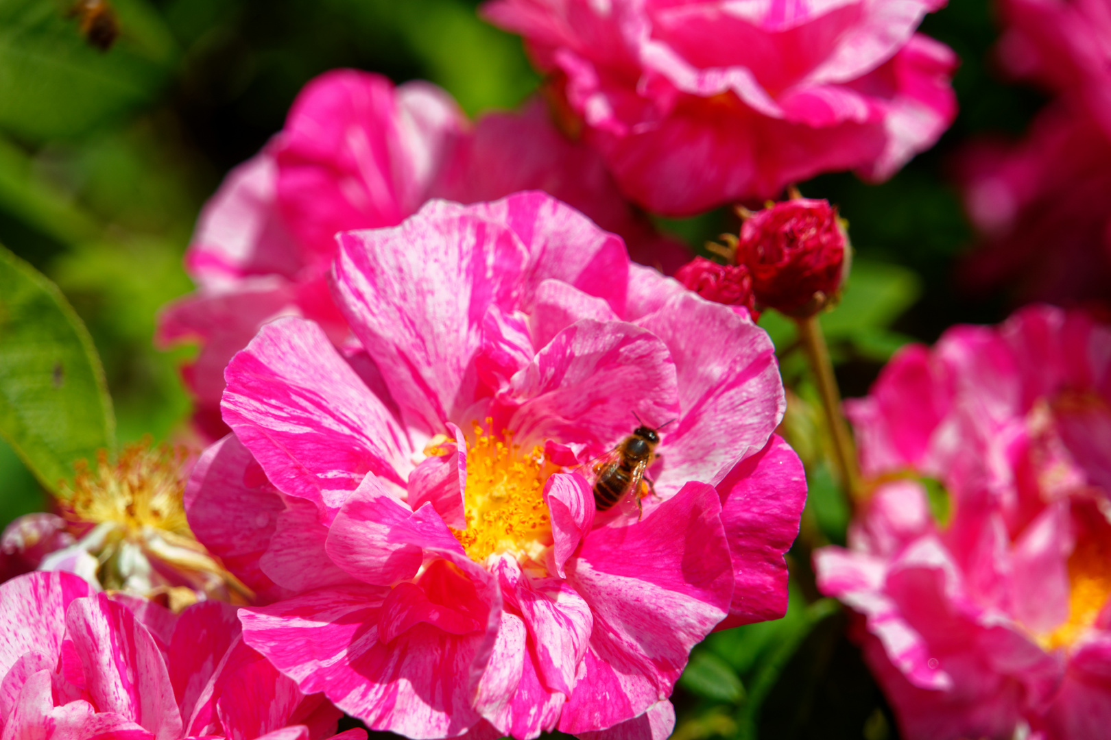 Rose mit Besuch