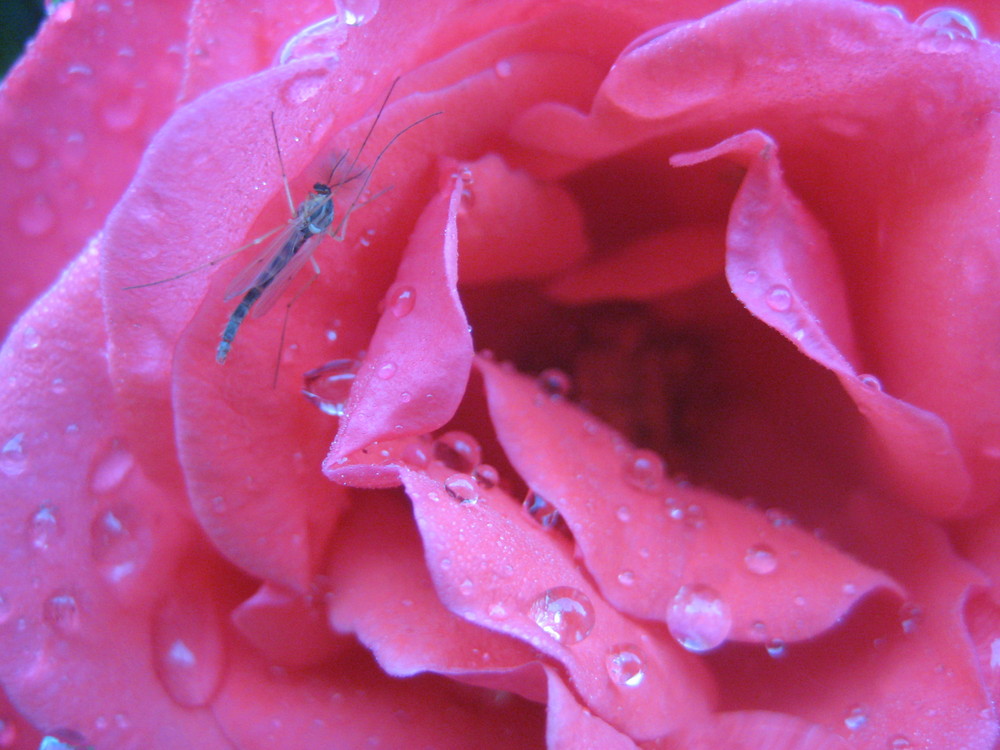 Rose mit Besuch