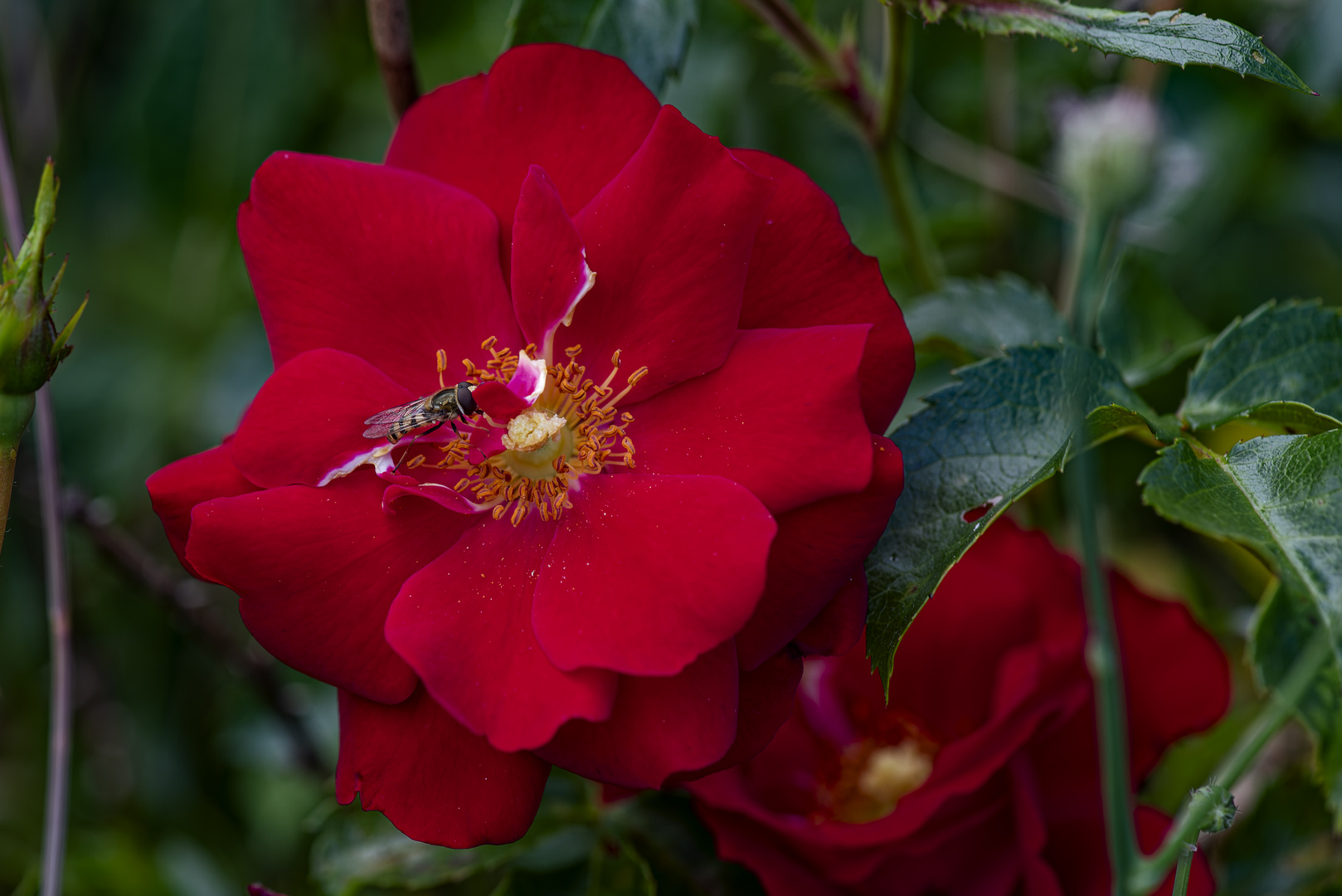 Rose mit Besuch