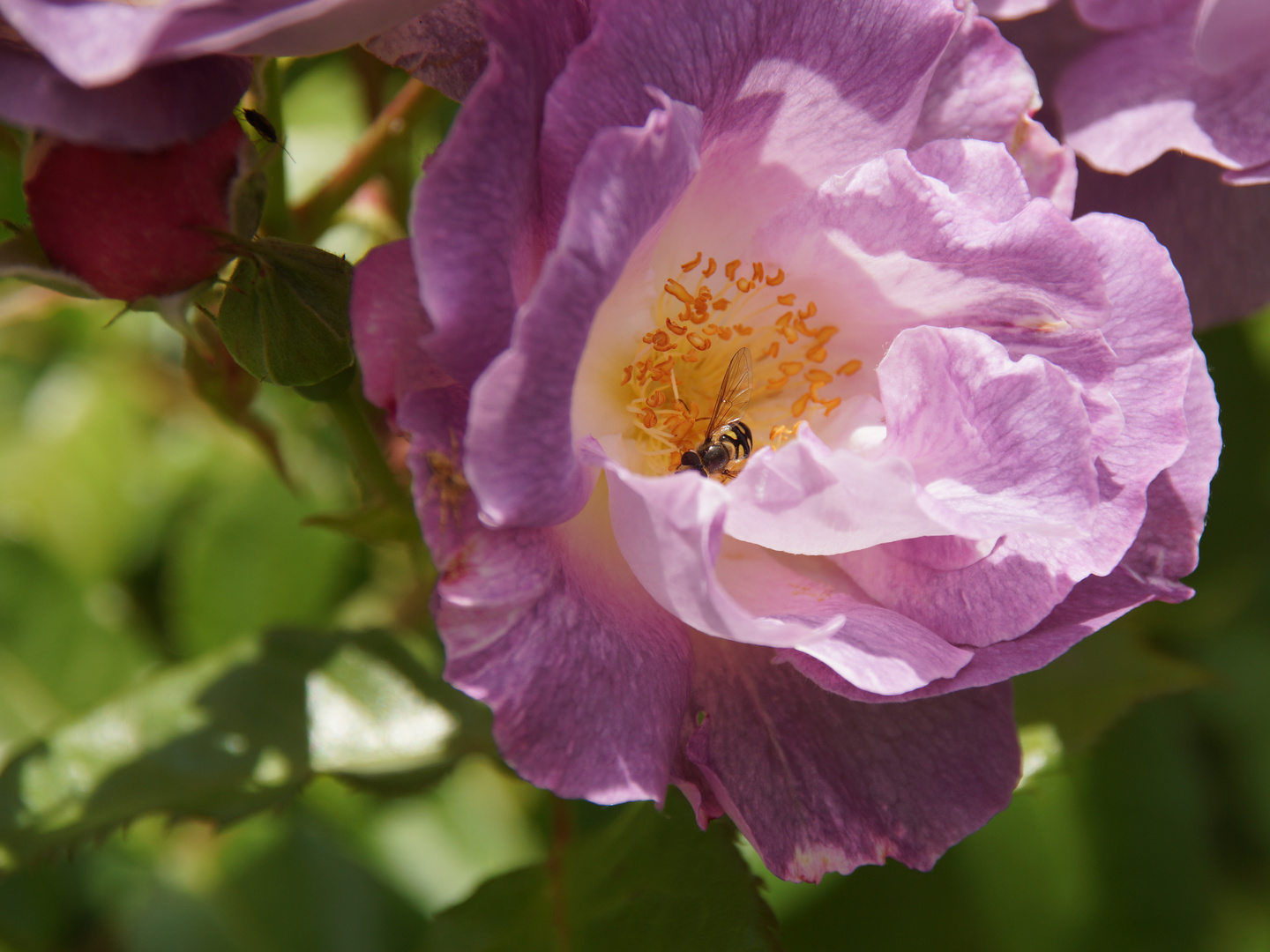 Rose mit Besuch