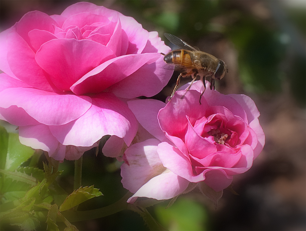 Rose mit Besucher