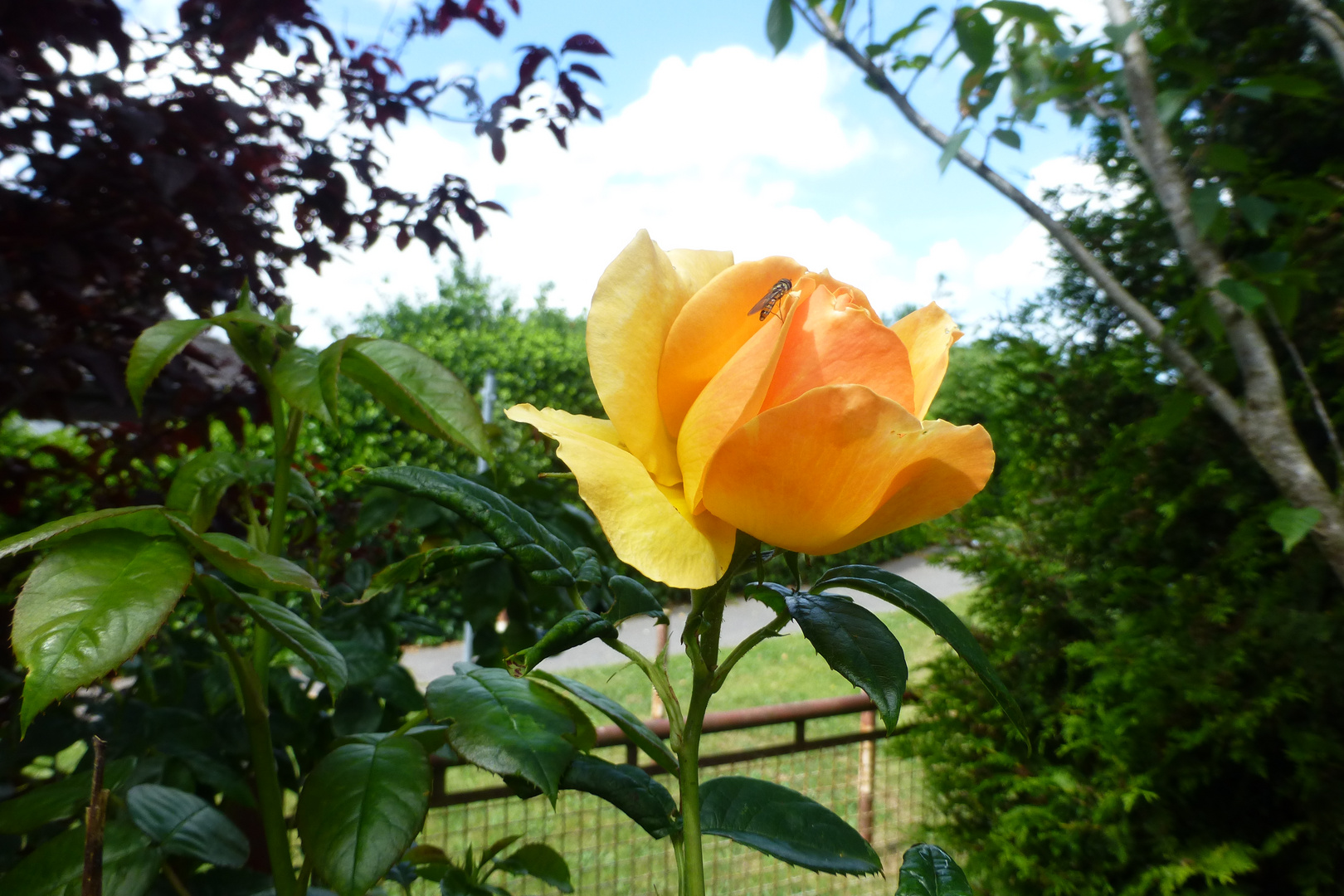 Rose mit Besucher