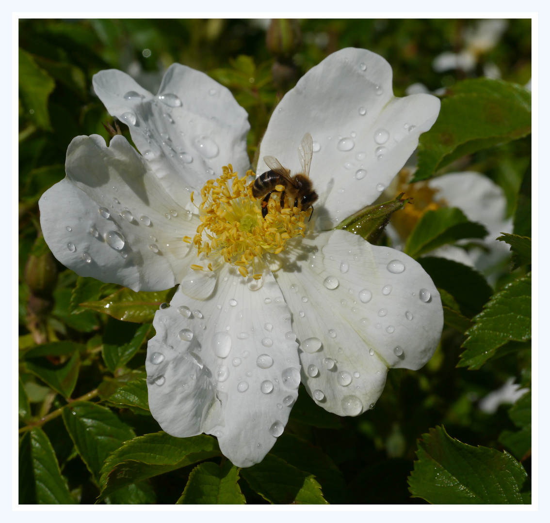 Rose mit Besucher