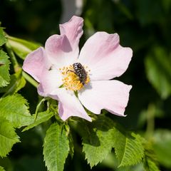 Rose mit Besucher (Trauerrosenkäfer) I