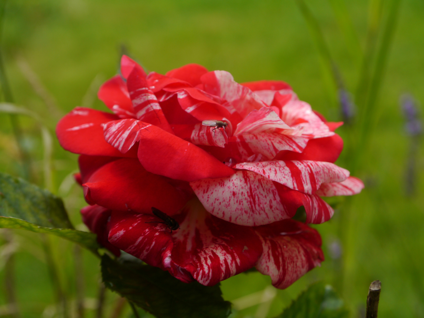 Rose mit Besuchern