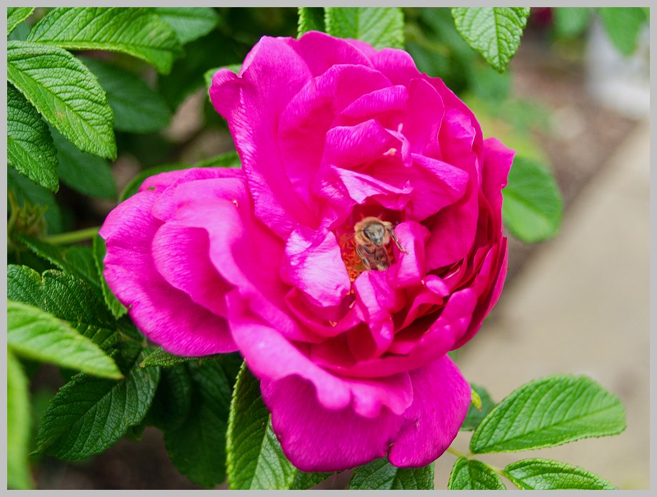Rose mit Bewohner