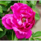 Rose mit Bewohner
