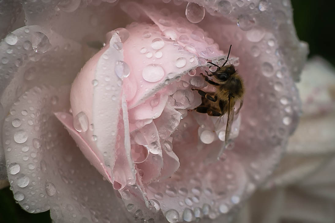 Rose mit Bienchen