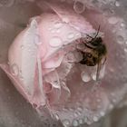 Rose mit Bienchen