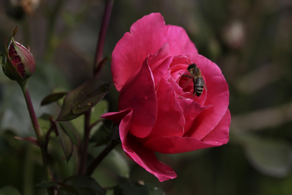 Rose mit Biene