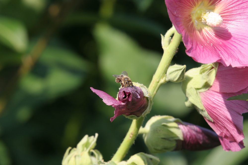 Rose mit Bienebesuch