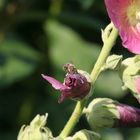 Rose mit Bienebesuch